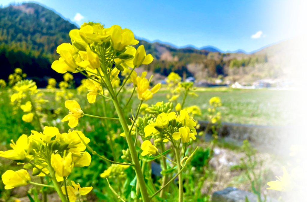 菜の花